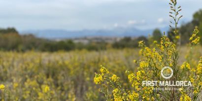 Inmobiliaria picture 4 Ref. Nº. 72682