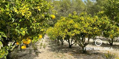 Inmobiliaria picture 2 Ref. Nº. 72682