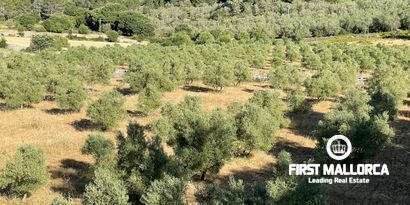 Real Estates picture 34 Ref. 74273