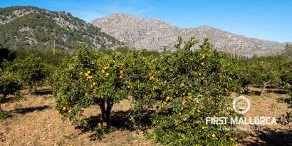 Real Estates picture 35 Ref. Nr. R24198