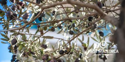 Immobilien picture 3 Ref. Nr. 78990