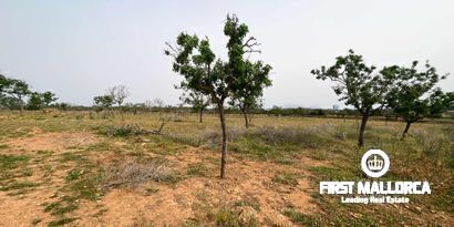 Inmobiliaria picture 4 Ref. Nº. 79175