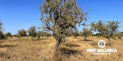 Inmobiliaria picture 2 Ref. Nº. 80049