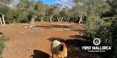 Inmobiliaria picture 1 Ref. Nº. 80515