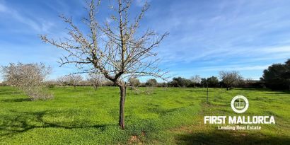 Real Estates picture 11 Ref. Nr. 80801