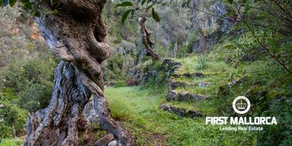 Real Estates picture 15 Ref. 80560