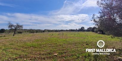 Real Estates picture 0 Ref. 81037