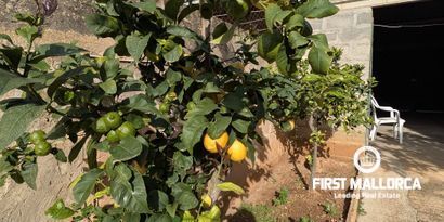 Inmobiliaria picture 5 Ref. Nº. 81138