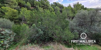 Immobilien picture 4 Ref. Nr. 81302
