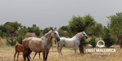 Real Estates picture 15 Ref. Nr. 81609