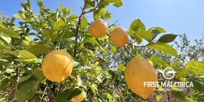 Real Estates picture 12 Ref. Nr. R27691