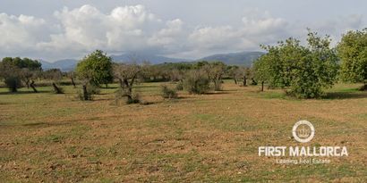 Inmobiliaria picture 0 Ref. Nº. 81726