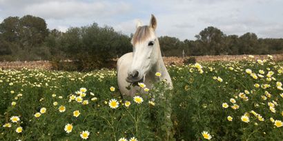 Inmobiliaria picture 22 Ref. Nº. R28583