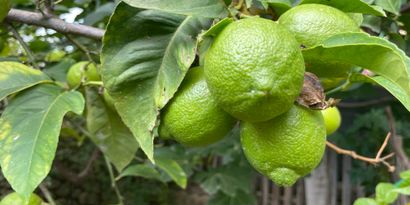 Immobilien picture 15 Ref. Nr. 82553