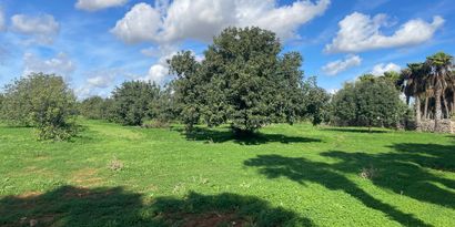 Real Estates picture 6 Ref. 82786