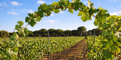 Immobilien picture 2 Ref. Nr. 83185