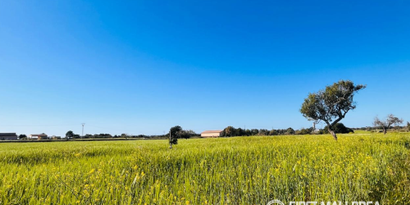 Real Estates picture 0 Ref. 83580