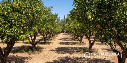 Inmobiliaria picture 41 Ref. Nº. 83985