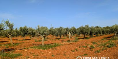 Inmobiliaria picture 33 Ref. Nº. 83545